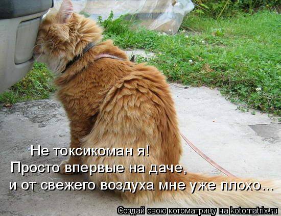 Котоматрицы