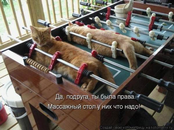 Котоматрицы