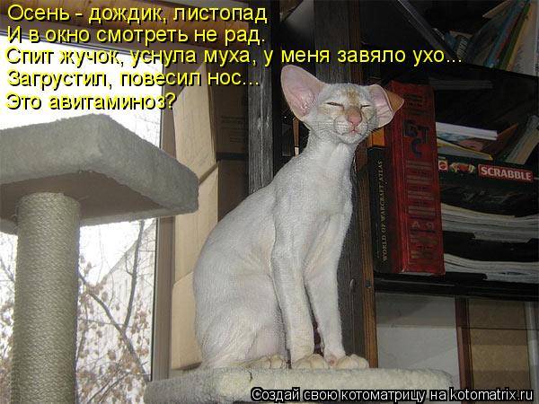 Котоматрицы