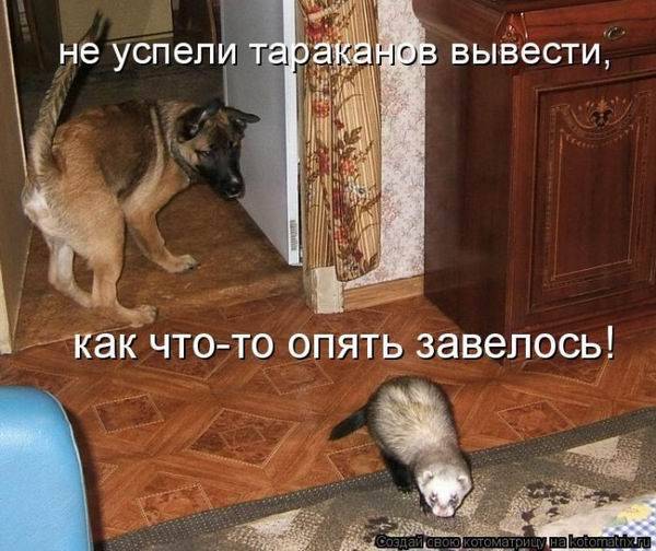 Котоматрицы