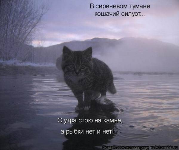 Котоматрицы