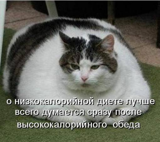 Котоматрицы