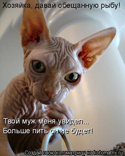 Котоматрицы