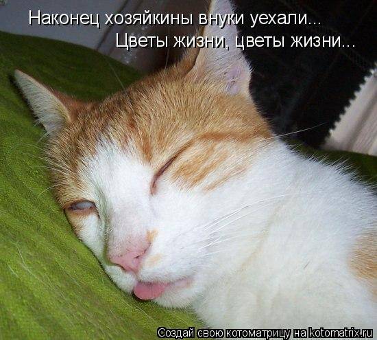 Котоматрицы