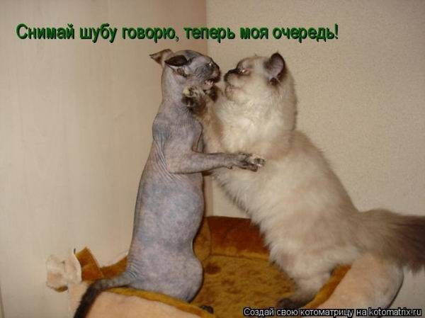 Котоматрицы