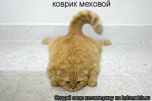 Котоматрицы