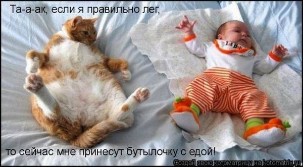 Котоматрицы