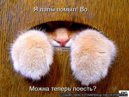 Котоматрицы