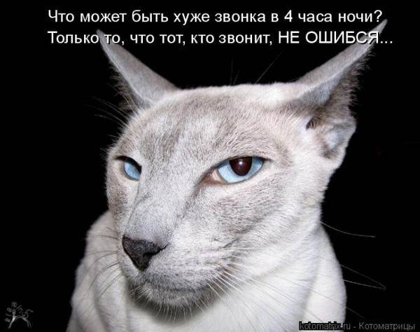 Котоматрицы