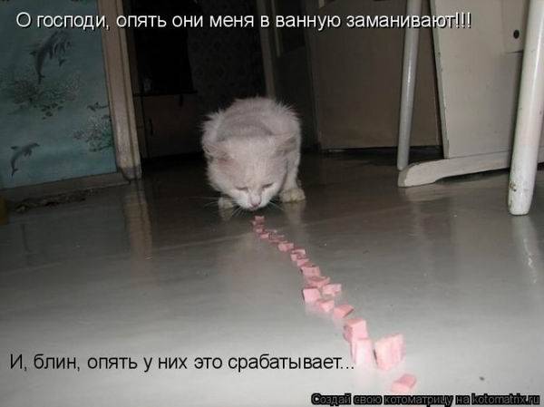 Котоматрицы