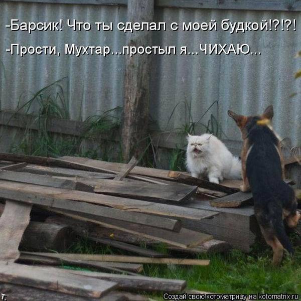 Котоматрицы