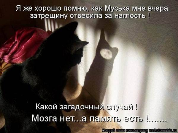 Котоматрицы