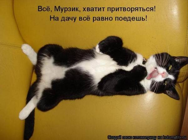 Котоматрицы