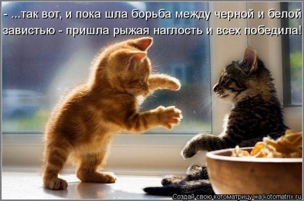 Котоматрицы