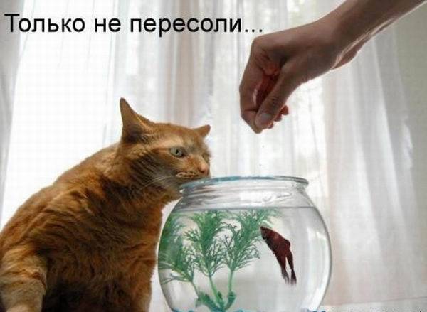 Котоматрицы