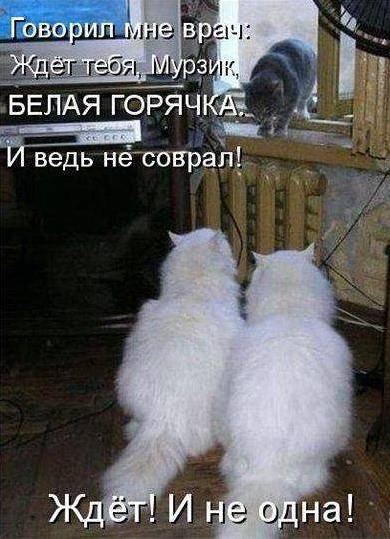 Котоматрицы