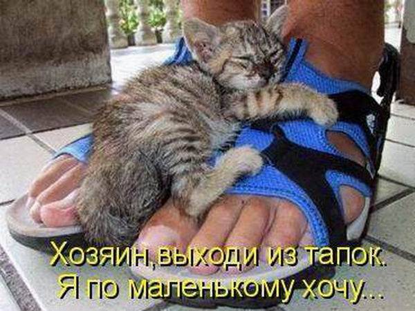 Котоматрицы