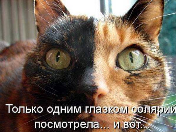 Котоматрицы