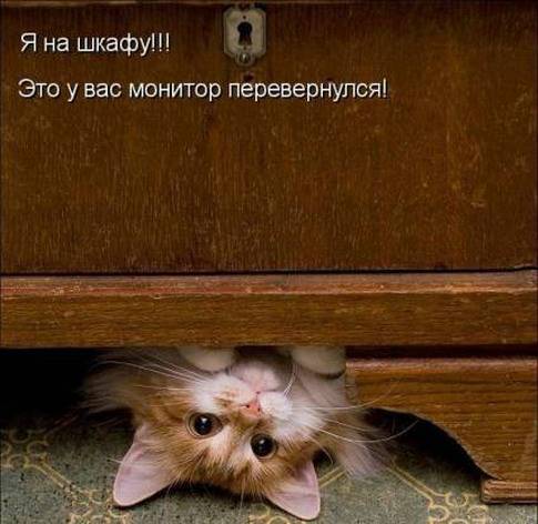 Котоматрицы