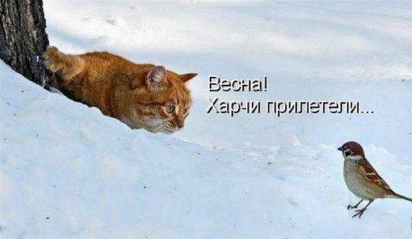 Котоматрицы