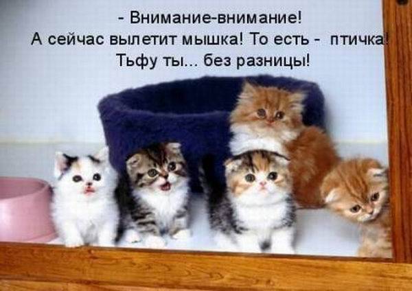 Котоматрицы