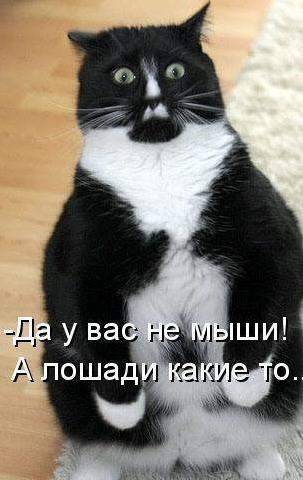 Котоматрицы