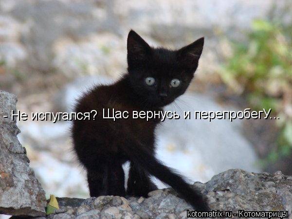 Котоматрицы