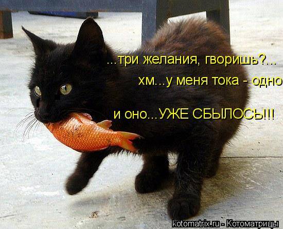 Котоматрицы