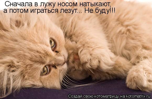 Котоматрицы