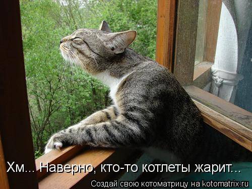 Котоматрицы