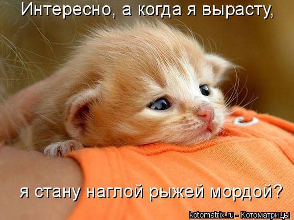 Котоматрицы