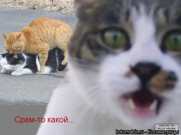 Котоматрицы