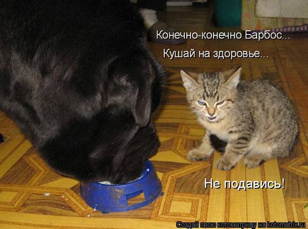 Котоматрицы