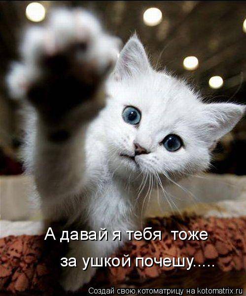 Котоматрицы