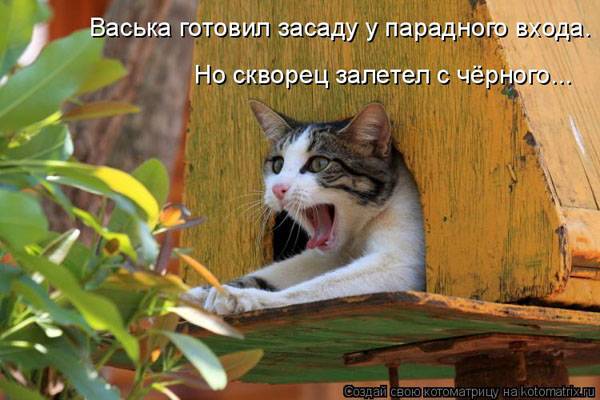 Котоматрицы