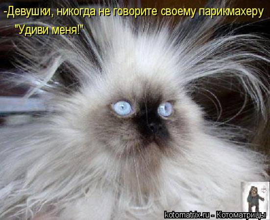 Котоматрицы