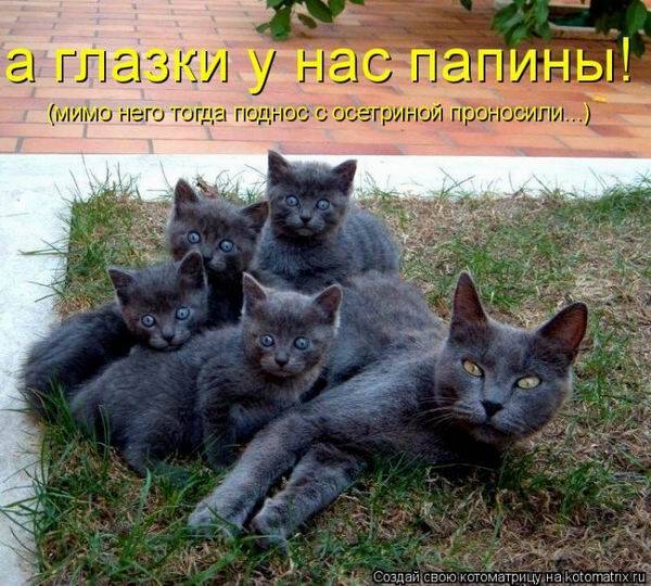 Смешная котоматрица