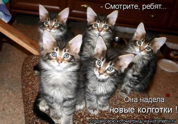 Смешная котоматрица