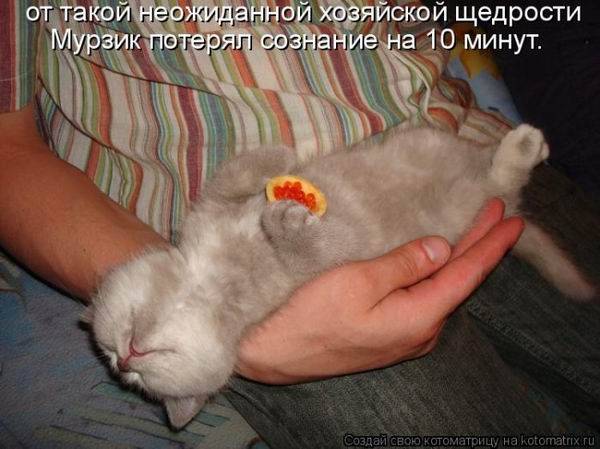 Смешная котоматрица