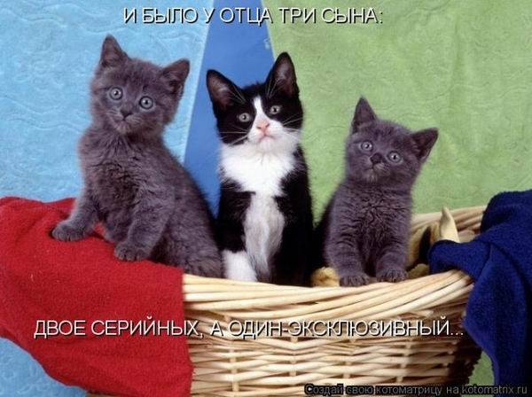 Смешная котоматрица