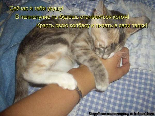 Смешная котоматрица