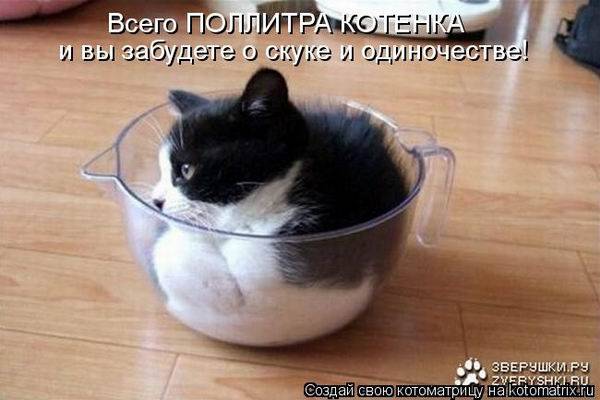 Смешная котоматрица