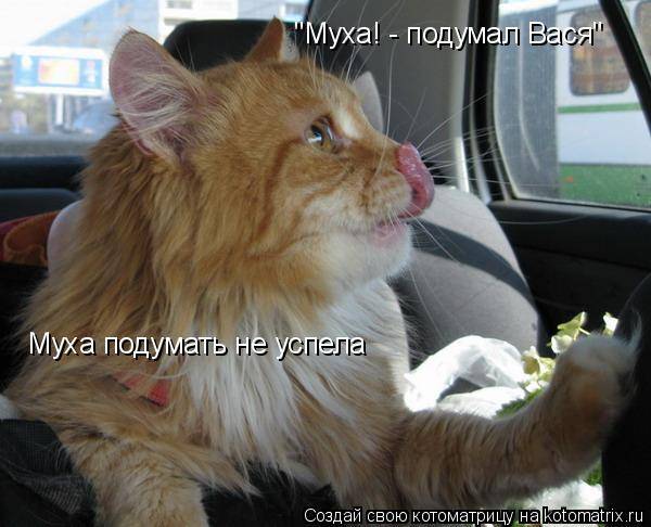 Смешная котоматрица