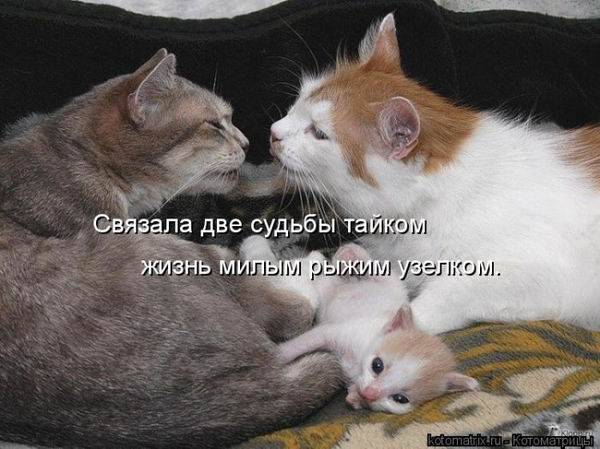 Смешная котоматрица