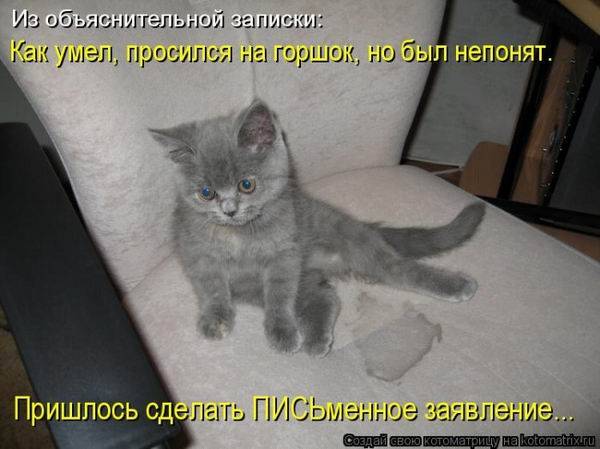 Смешная котоматрица