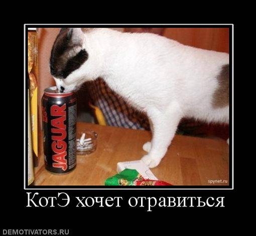 Забавные демотиваторы с котами