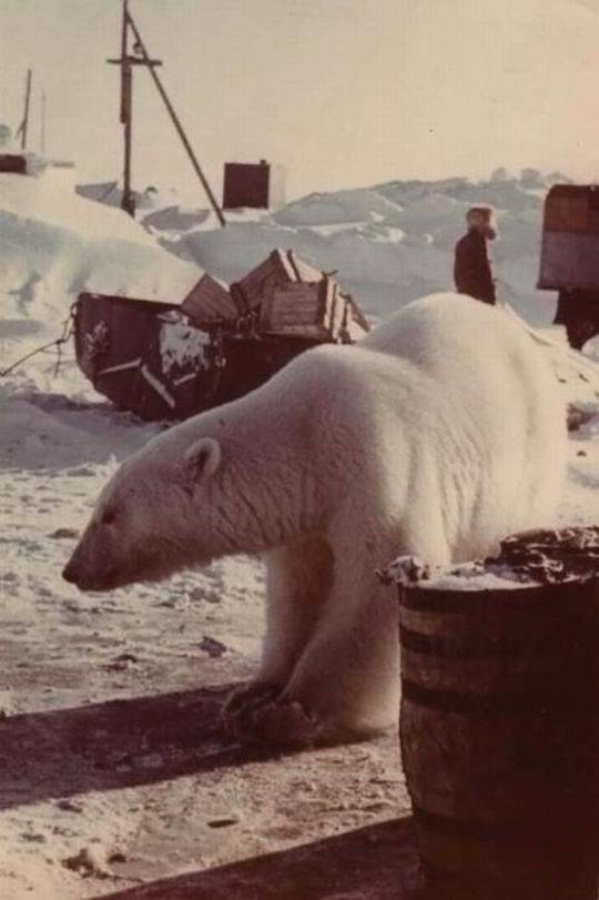 Даже хищники любят сгущёнку