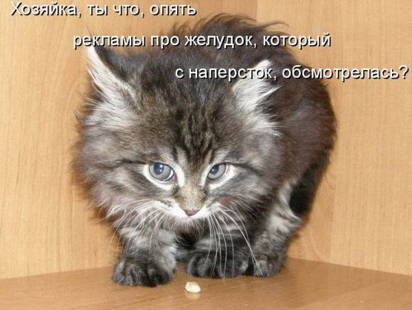 Любимые коты