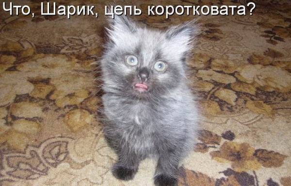 Любимые коты