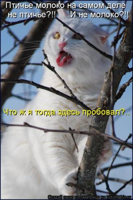 Любимые коты